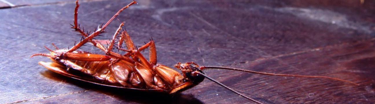 CenturyPest Control